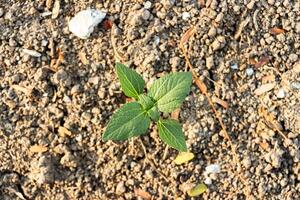 Top view of small green tree on the ground photo
