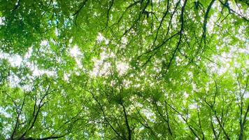 Looking up through lush green trees in summer forest video