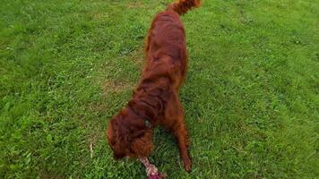 Irish Setter dog running joyfully on green grass video