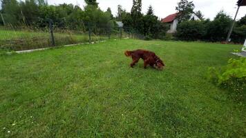 Irish Setter dog playing with rope toy on grass video