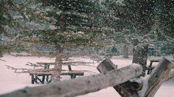 Snowfall in Quiet Winter Park With Trees video