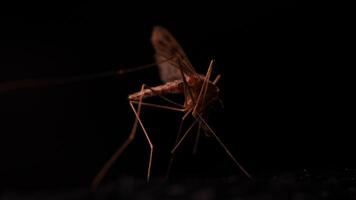 Mosquito on a dark background in macro, insect details on black, light motion video