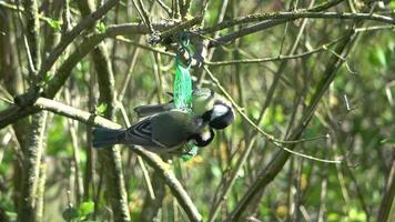 Great tit pecking bird feeder hanging from tree branch video