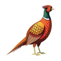 a pheasant is standing on a white background vector