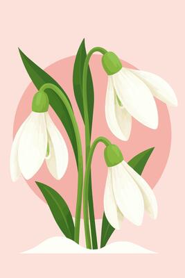 Delicate snowdrops illustration