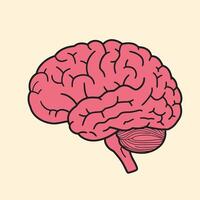 Illustration of a human brain in pink, emphasizing its intricate folds and grooves. vector
