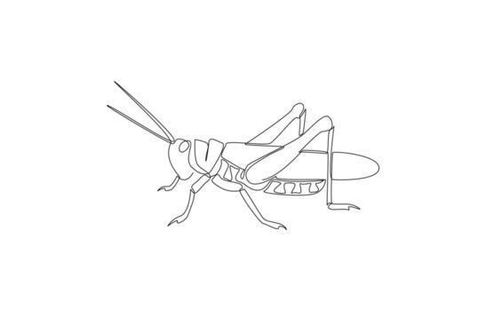 Continuous one line drawing of grasshopper, pest or agricultural crop destroyer concept, single line art vector
