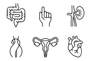 Simple Line Art Illustration of Human Internal Organs vector