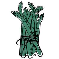 Asparagus Bundle Tied with String. Illustration of a fresh green asparagus bundle tied with string, ideal for food or healthy eating concepts. vector
