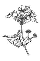 Verbena flower botanical hand-drawn sketch vector
