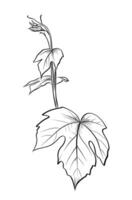 Grapevine botanical hand-drawn leaf sketch vector