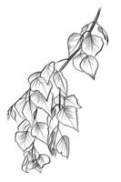 Birch tree branch hand-drawn leaf sketch vector