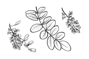Acacia branch with flowers botanical vector