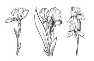 Iris flower sketch set botanical vector