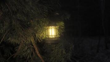 Lantern glowing at night in pine branches, casting a warm light and creating a cozy atmosphere in the dark forest video