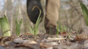 Spring Forest Awakening. New Growth and Explorer, Fresh green shoots emerge from the forest floor as a hiker with a backpack walks away into the blurred woods video