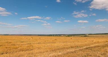 An endless field of yellow wheat during the harvest time lapse. video