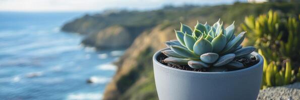 Succulent in a pot on the beach photo