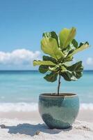 A plant in a pot on the beach photo
