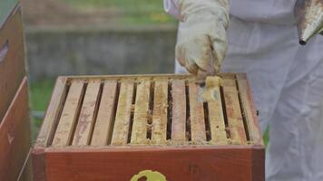 Beekeeper removing propolis from honeycomb frame video