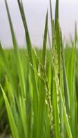 Blurred background view of rice field area video