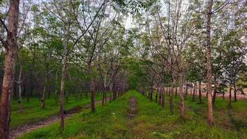 a lush green rubber tree plantation with a dirt path running through it. The sunlight filters through the dense canopy video