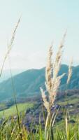 Few Hairy Plants Move in the Low Wind in Front of The Spring Blue Religious Sky Vertical video