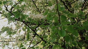 Spring background. Sun blows through green foliage of blooming spring trees. Beautiful peaceful nature. video