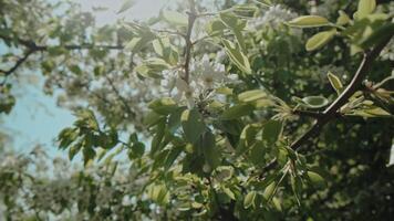 Spring season. Pear tree branches in full bloom. Pear blossoming on a sunny springtime day. video