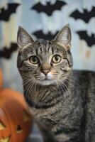 A cat is standing in front of a halloween pumpkin photo