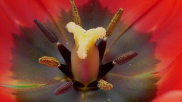 Intimate Floral Portrait Exploring the Delicate Heart of a Vivid Red Tulip video