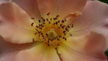 Floral Symphony An Intimate Macro View of a Delicate Peach Blossom in Full Bloom video