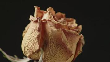Macro close-up of a withered rose against a plain backdrop, symbolic of decay video