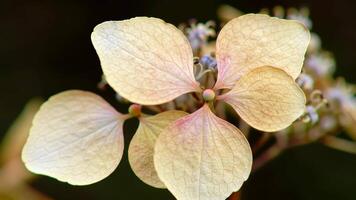Macro of Fading Hydrangea Blossom Exhibiting Delicate Texture and Subtle Color Transitions video