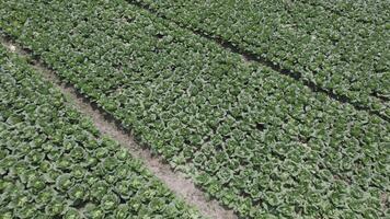 An aerial view of a field of lettuce video