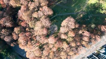 Aerial view of Cyprass at Luodong Sports Park in Yilan County, Taiwan video
