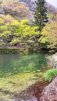 a pond with green water and trees in the background video