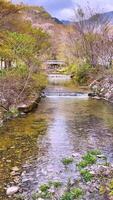 a stream running through a forest with trees and rocks video