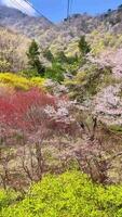 a cable car is in the middle of a field with trees and flowers video