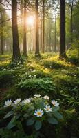 Sunrise Silence in the Woods in Tranquil Forest with Flowers photo