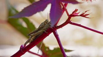 Grasshopper resting on vibrant red leaf in nature video