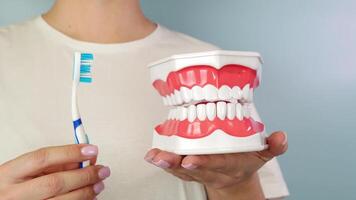 Demonstrating proper brushing technique with dental model and toothbrush animation tutorial video