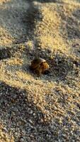 A close-up shot captures a small hermit crab, carrying its round, brown shell, as it slowly crawls across a textured sandy beach. The warm, golden light of the early morning or late afternoon casts video