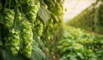 View of Vibrant Green Hop Cones Primed for Craft Brewing photo