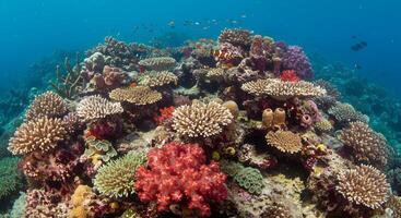 Thriving Coral Reef Ecosystem in Tropical Waters with Diverse Marine Life photo