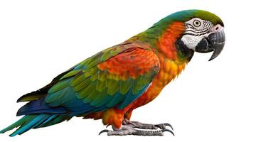 Striking portrait of a majestic macaw, showcasing vibrant plumage and intricate detail photo
