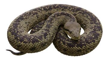 Diamond python in coiled position, showcasing intricate scale details and isolated on white photo