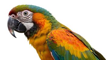 Detailed portrait of a vibrant macaw with striking plumage against white background photo