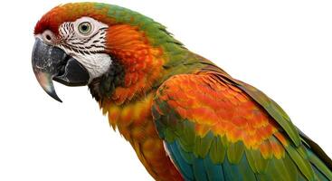 Close-up of a vibrant macaw with striking plumage against a clear background photo