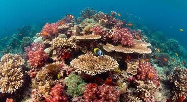 Vibrant coral reef teeming with marine life, a stunning underwater ecosystem photo